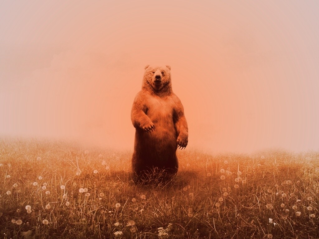 Медведь в одуванчиковом поле обои