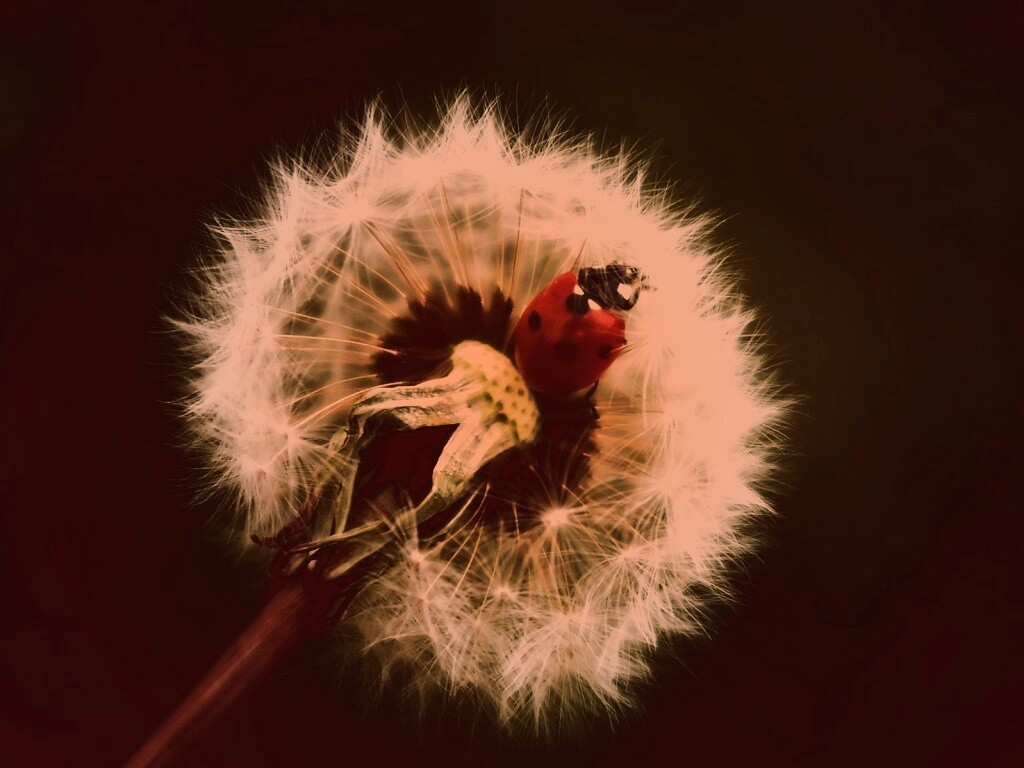 Божья коровка на одуванчике обои