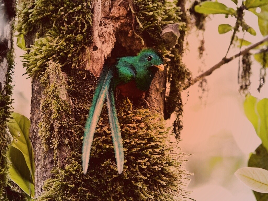 Райская птица в дупле обои
