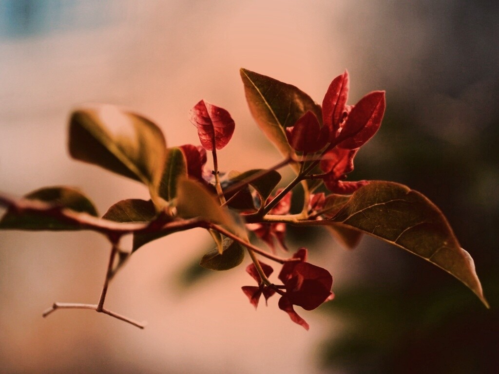 Разноцветные листья обои