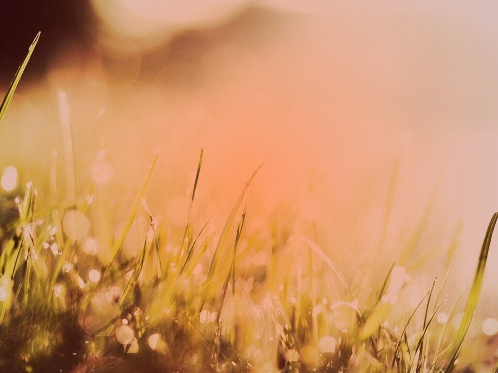 Красивая сочная трава обои