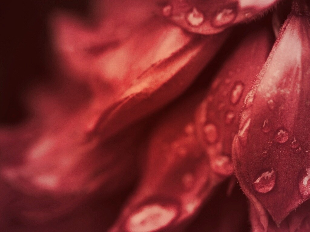 Лепестки обои