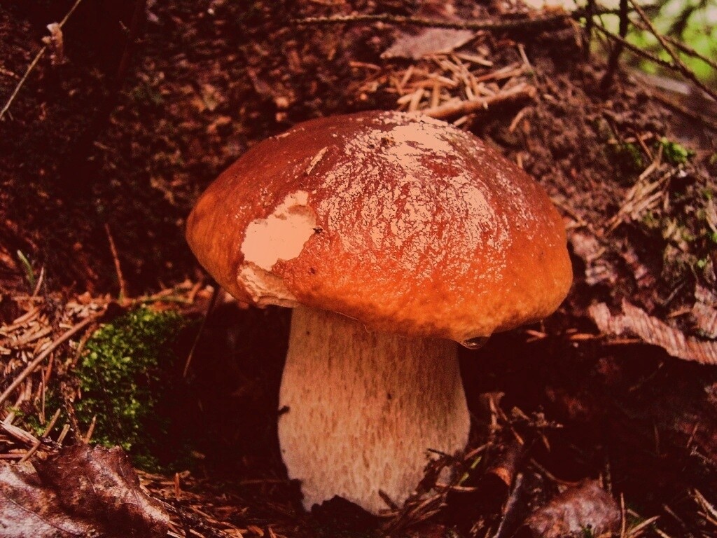 Белый гриб обои