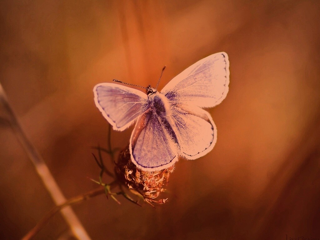 Бабочка с фиолетовыми крыльями обои
