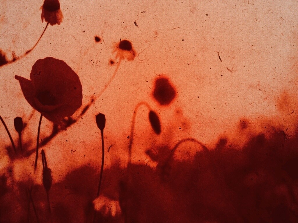 Кровавые цветы в стиле ретро обои