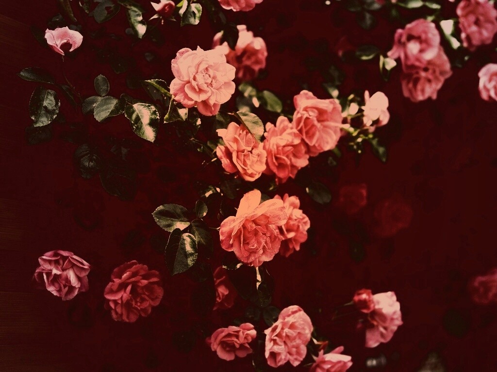 Розовый куст обои