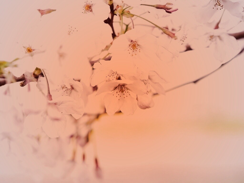 Цветение вишни обои