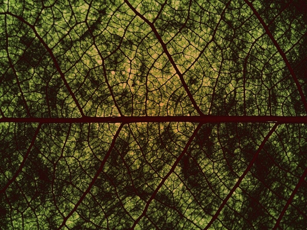 Свечение зеленого листа в макро обои