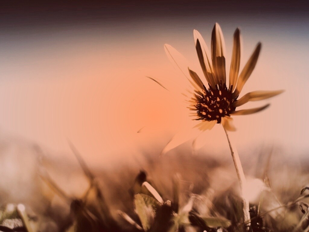 Летний цветок на солнце обои