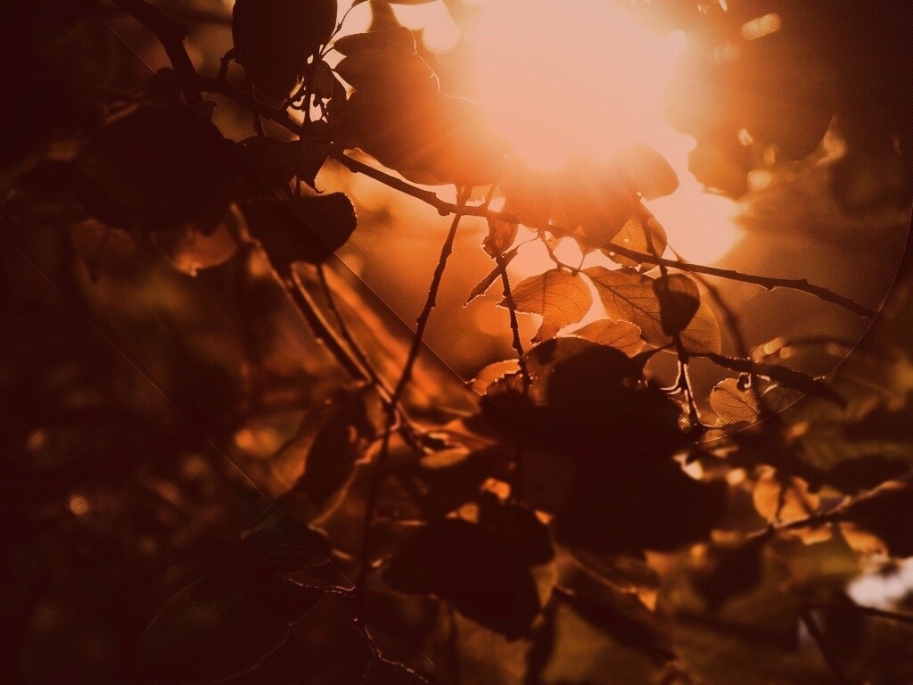 Солнце пробивается сквозь листву обои