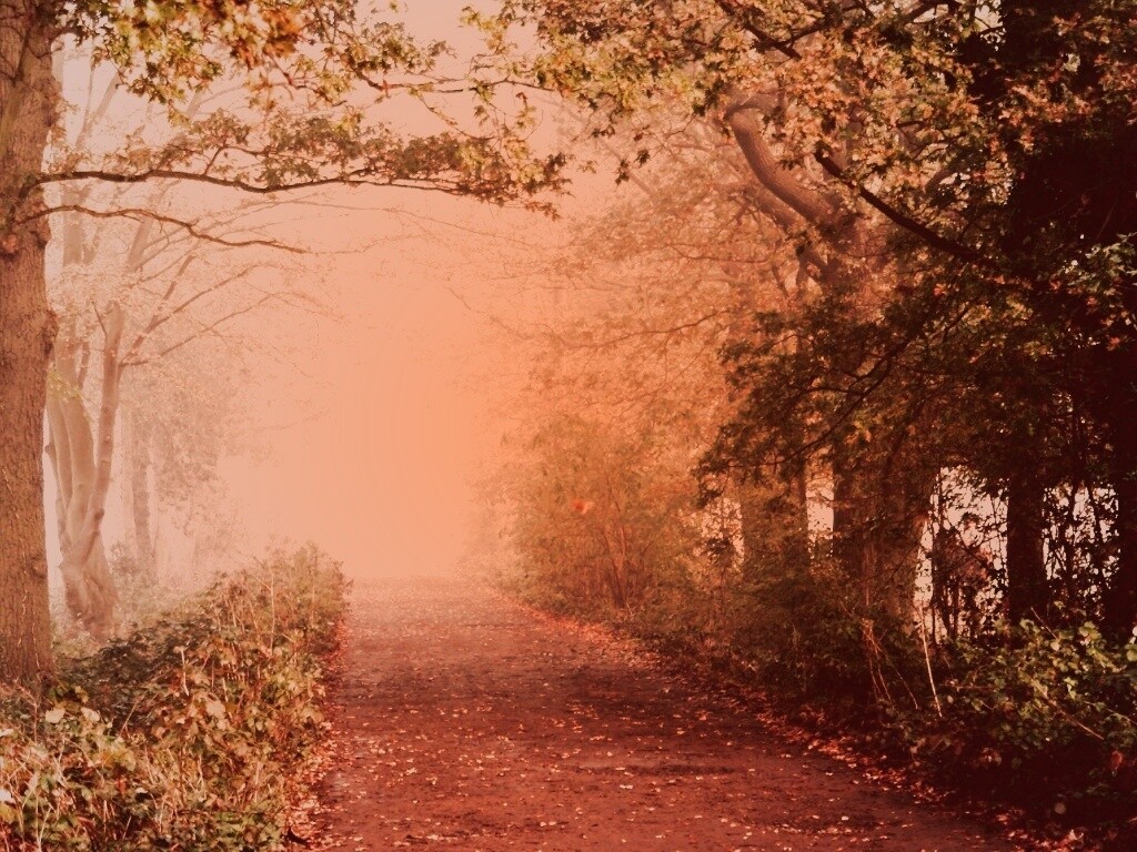 Парковая дорожка обои