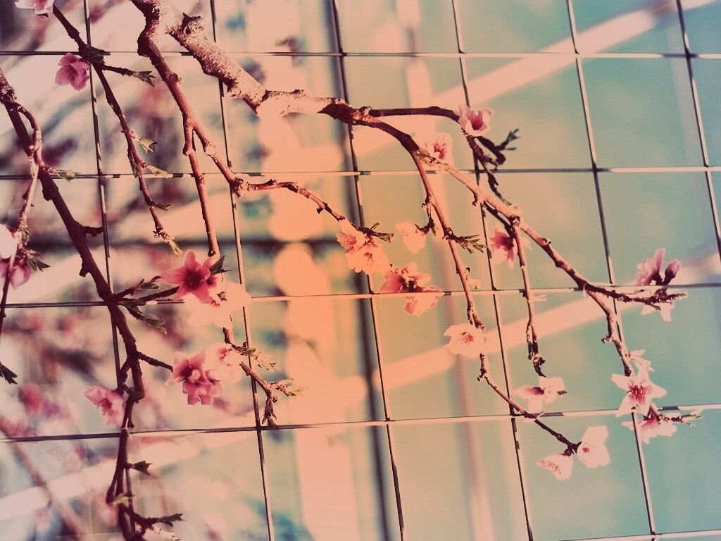 Ветка за сеткой обои