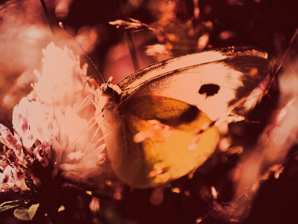 Бабочка на цветке обои