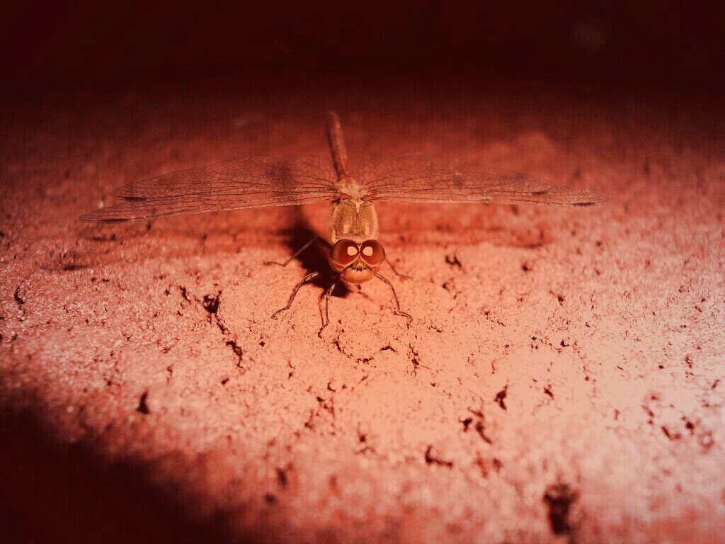 Стрекоза обои