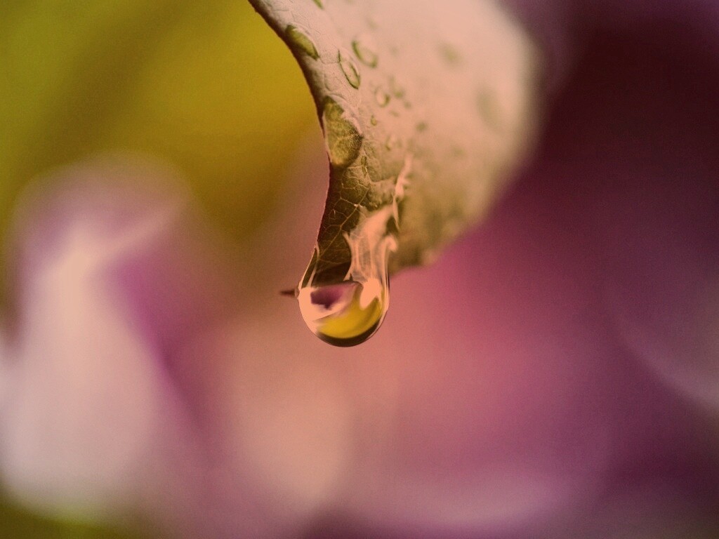 Капля на листе обои