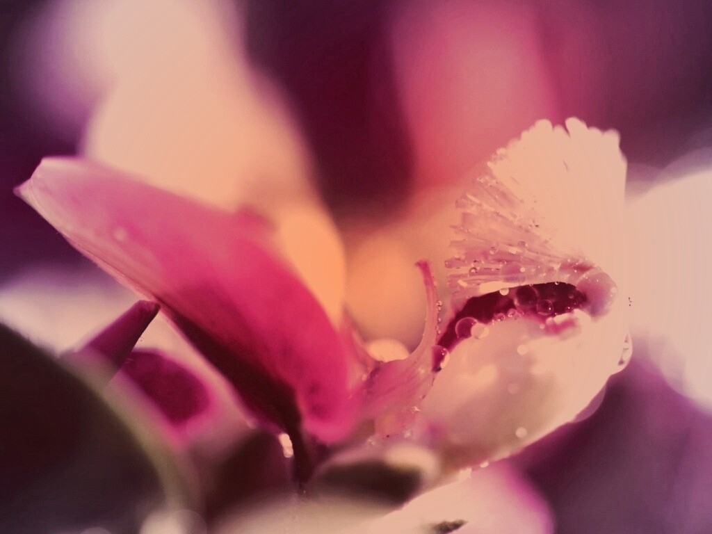 Капли на лиловом цветке обои