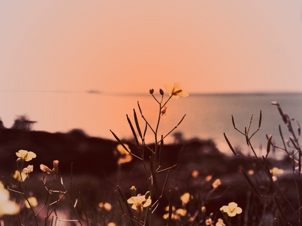 Мелкие жёлтые цветы обои