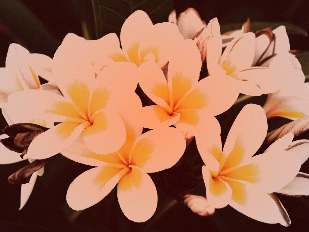 Прекрасные цветы обои