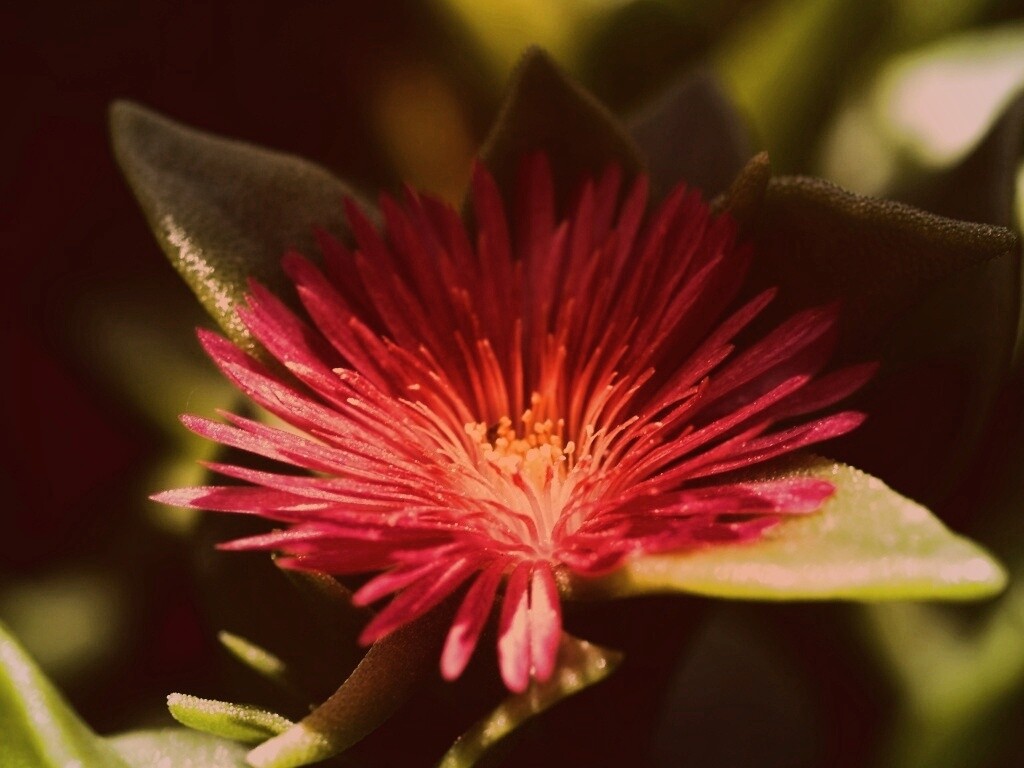 Чудесный цветок обои