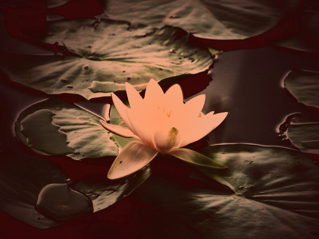 Кувшинка обои