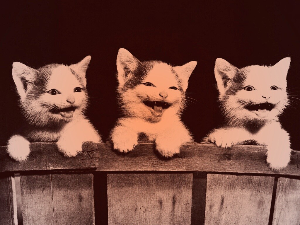 Три милых котенка обои