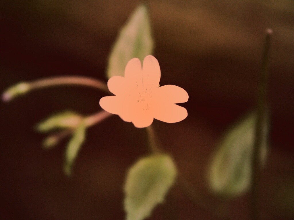 Маленький цветок в макро обои