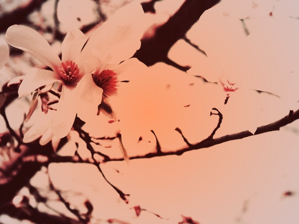 Цветы вишневого дерева обои