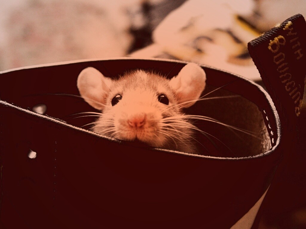 Мышонок выглядывает из ботинка обои