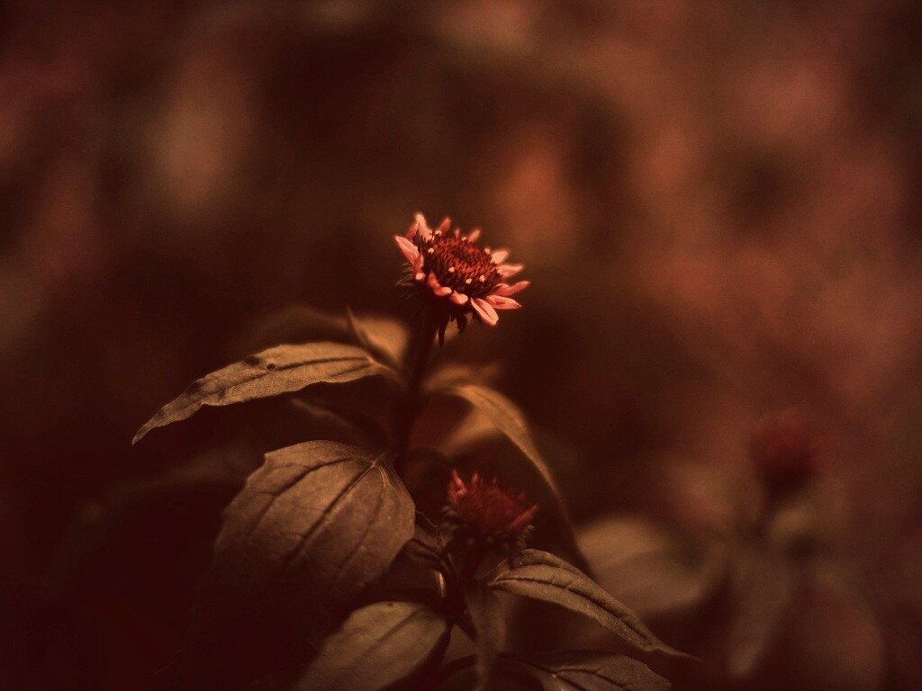 Фотография цветка обои