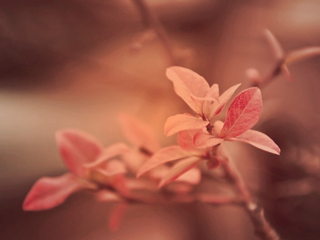 Красные листья на ветке обои