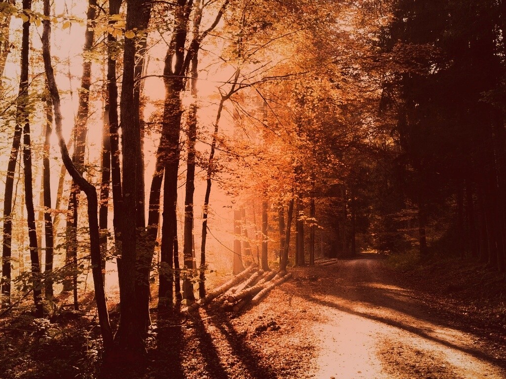 Дорога вдоль просеки в осеннем лесу обои