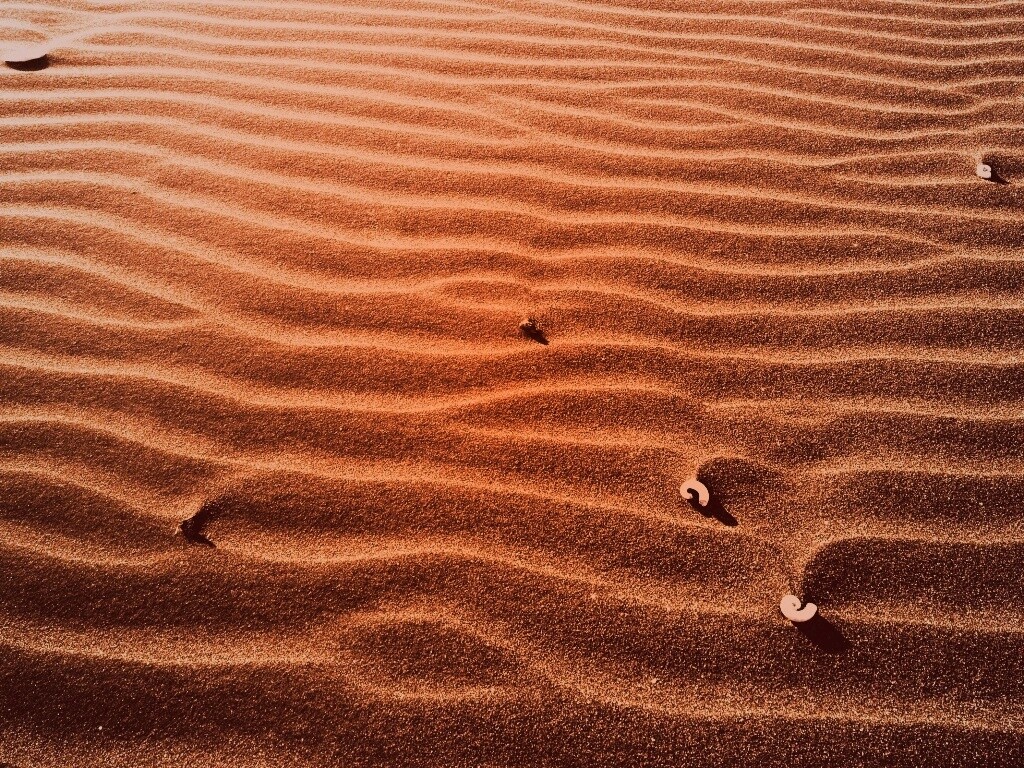 Песок и раковины обои