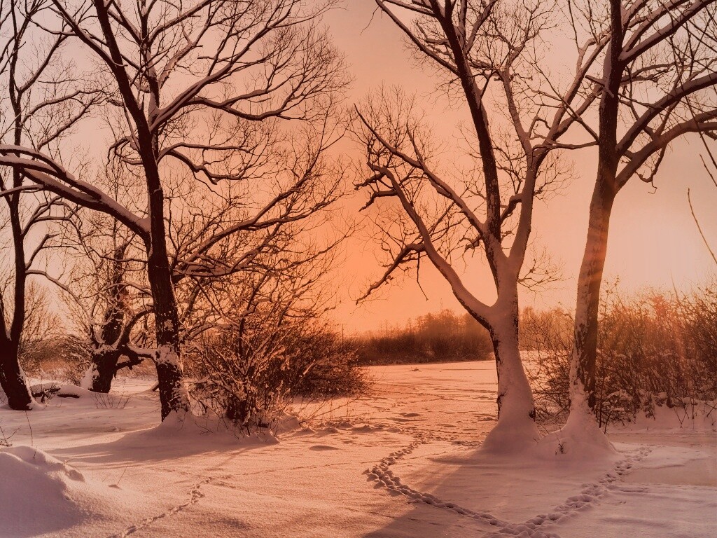 Солнечный свет в зимнем лесу обои