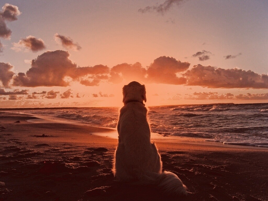 Собака наблюдающая закат на пляже обои