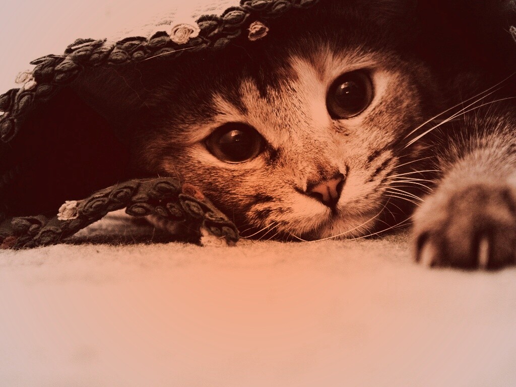 Кот под ковриком обои
