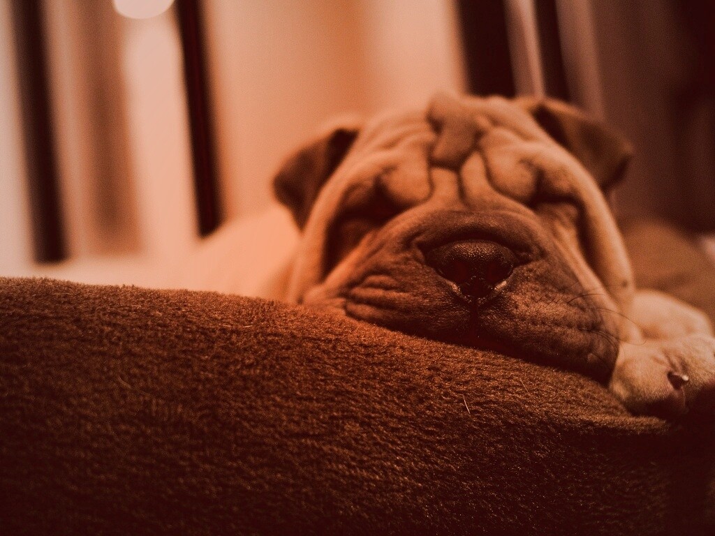 Щенок шарпея спит обои