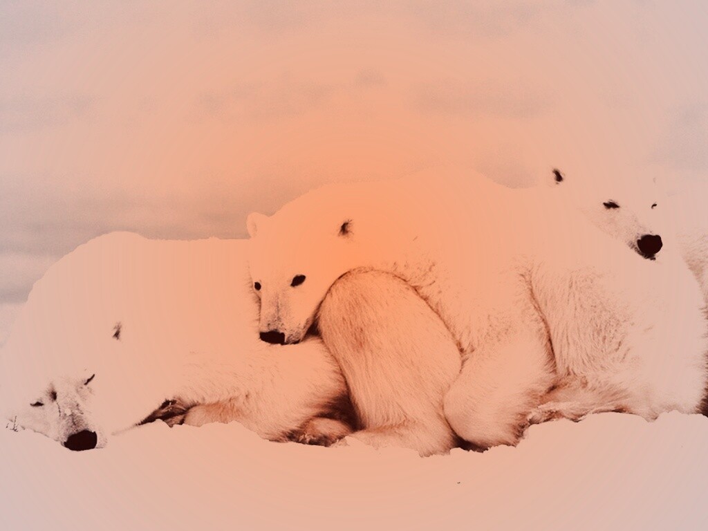 Белые мишки спят обои