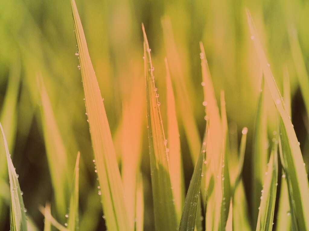 Яркая зеленая трава обои