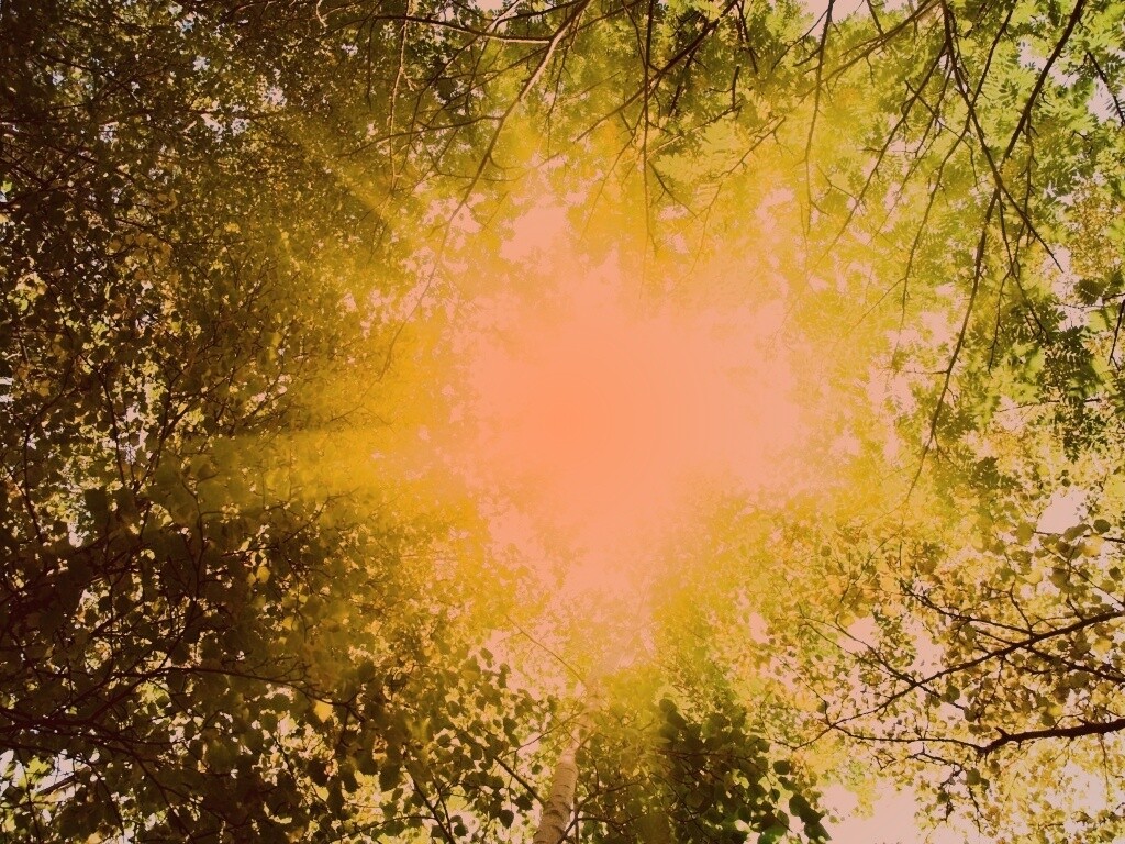 Яркий зеленоватый свет пробивающийся сквозь листву обои