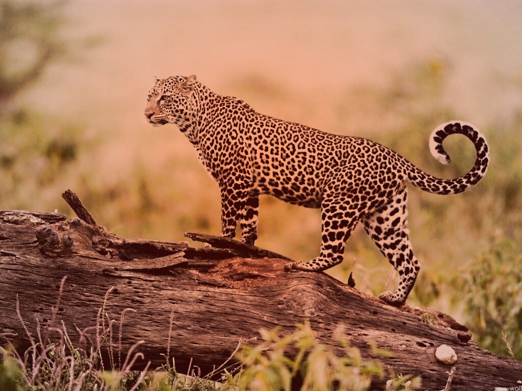 Леопард на природе обои