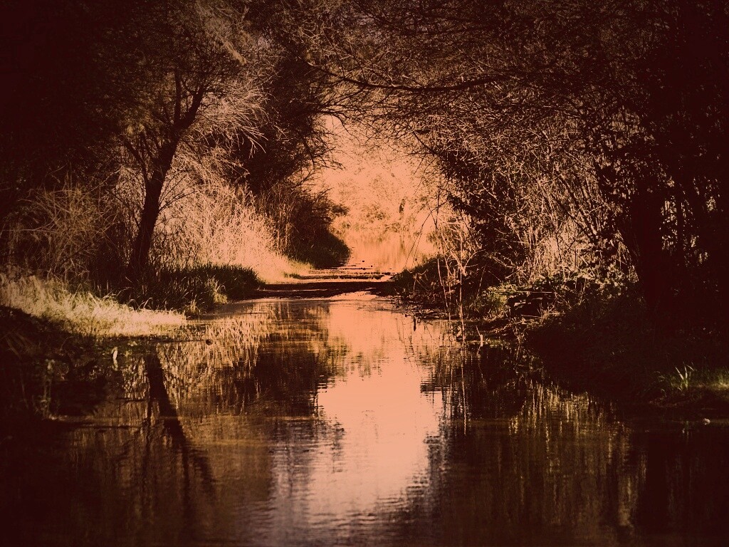 Лесная заросшая река обои