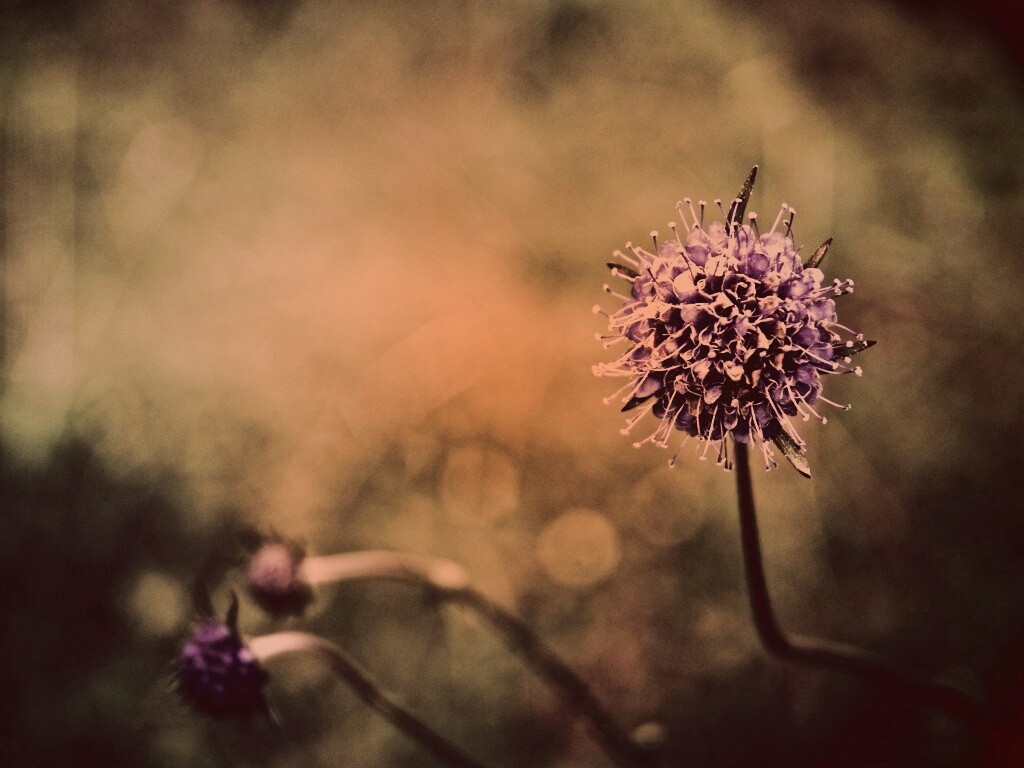 Цветок в макро обои