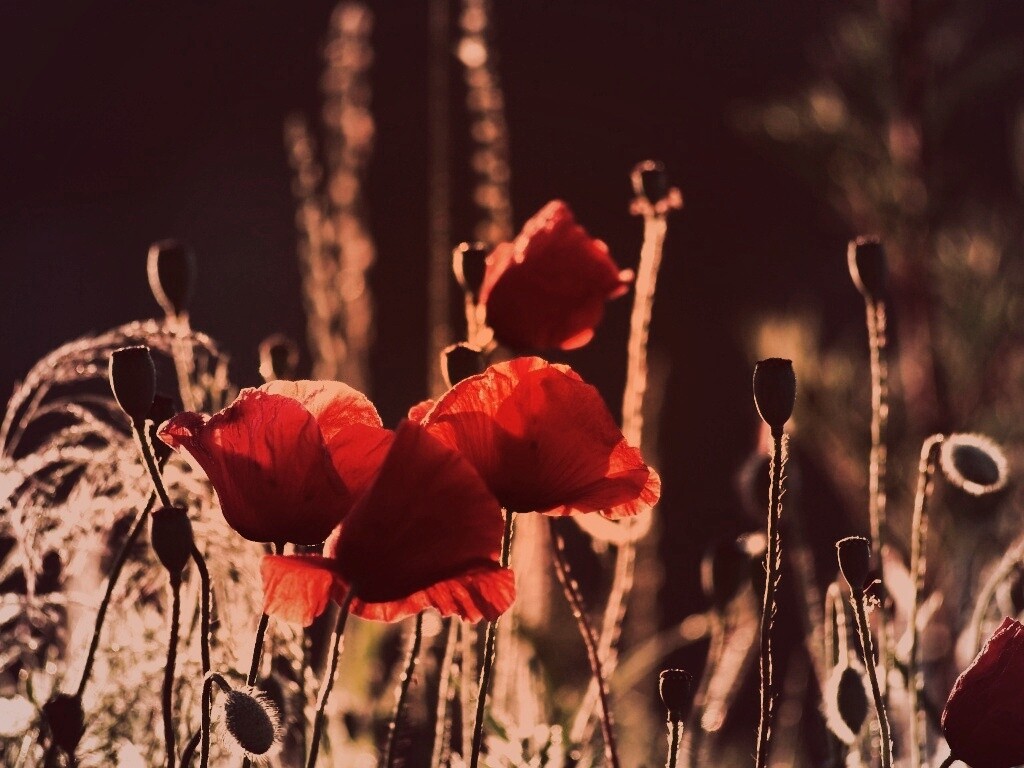 Макро фото мака обои