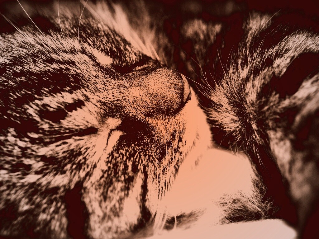 Пушистый кошара обои