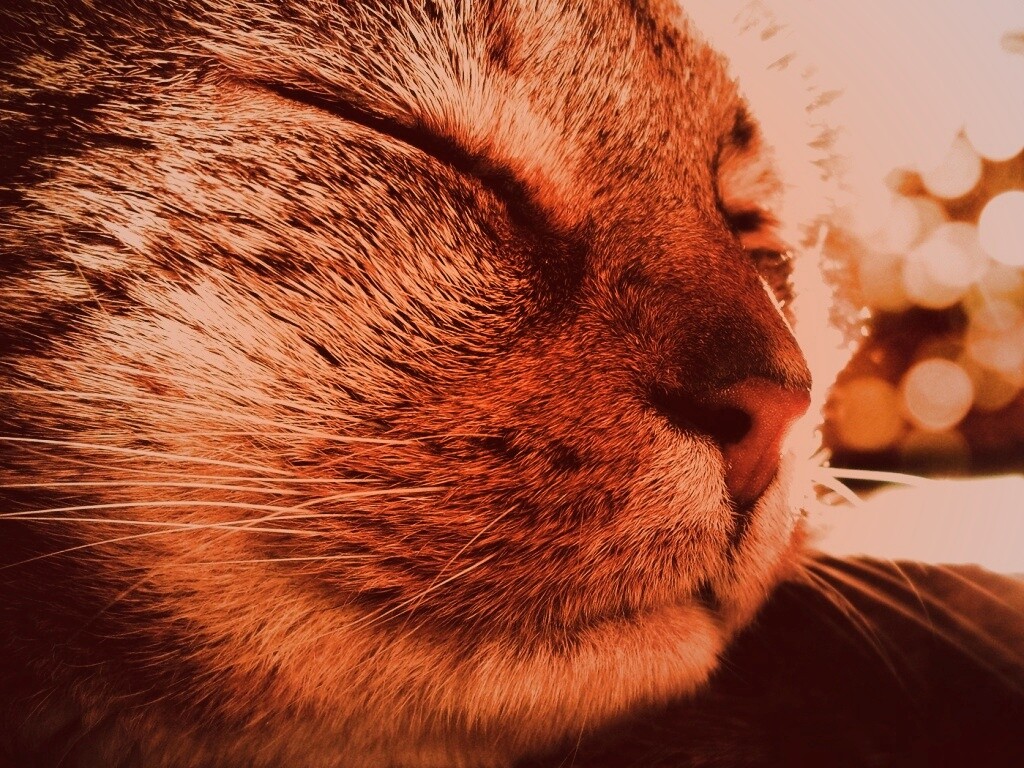 Спящий на солнце рыжий кот обои