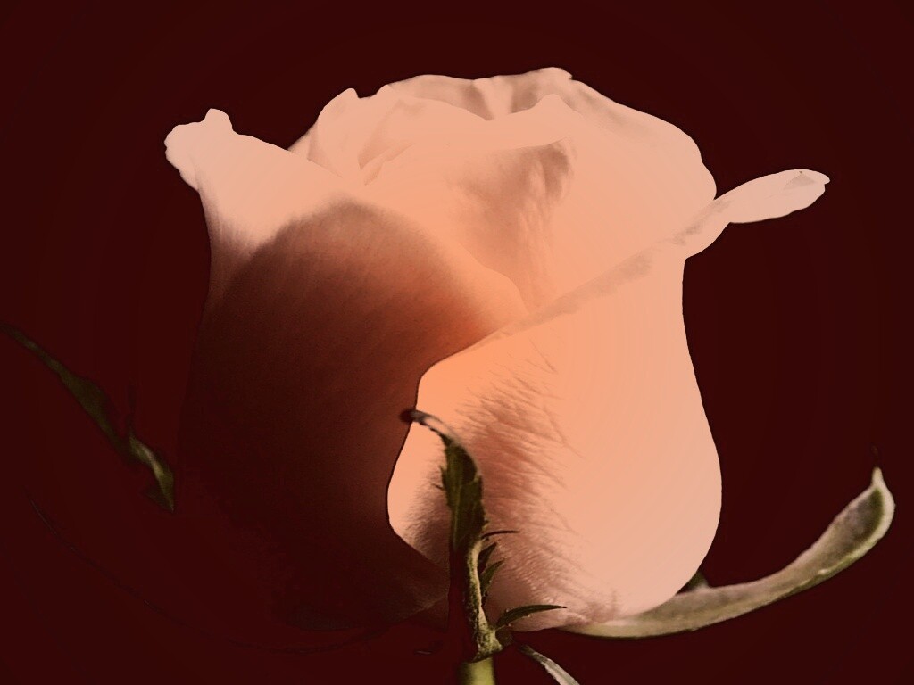 Бутон белой розы обои