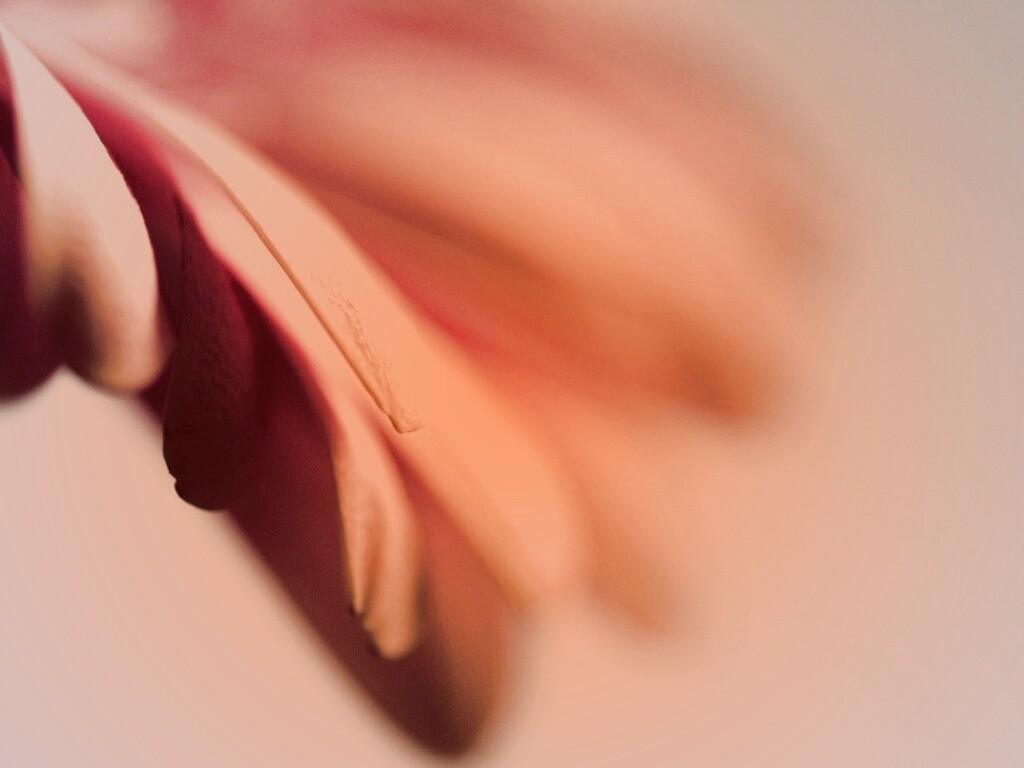 Лепестки цветка в макро обои