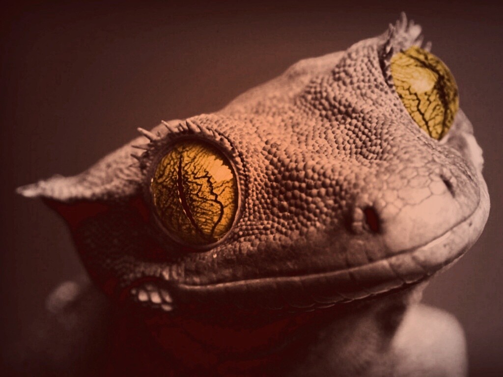 Ящерка обои