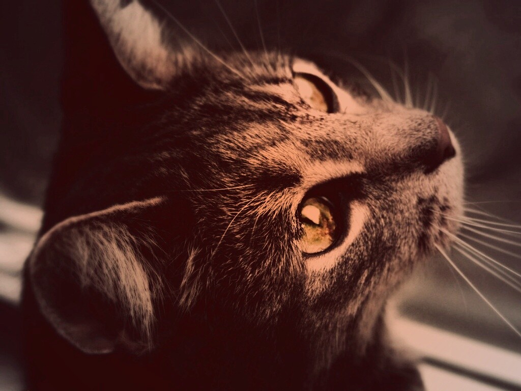 Кот с желтыми глазами обои