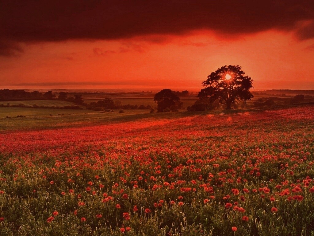 Закат на поле красных цветов обои